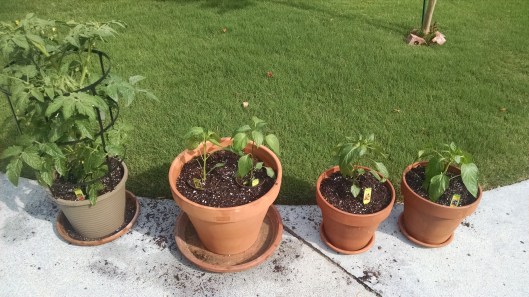 IMG_20160501_165043521